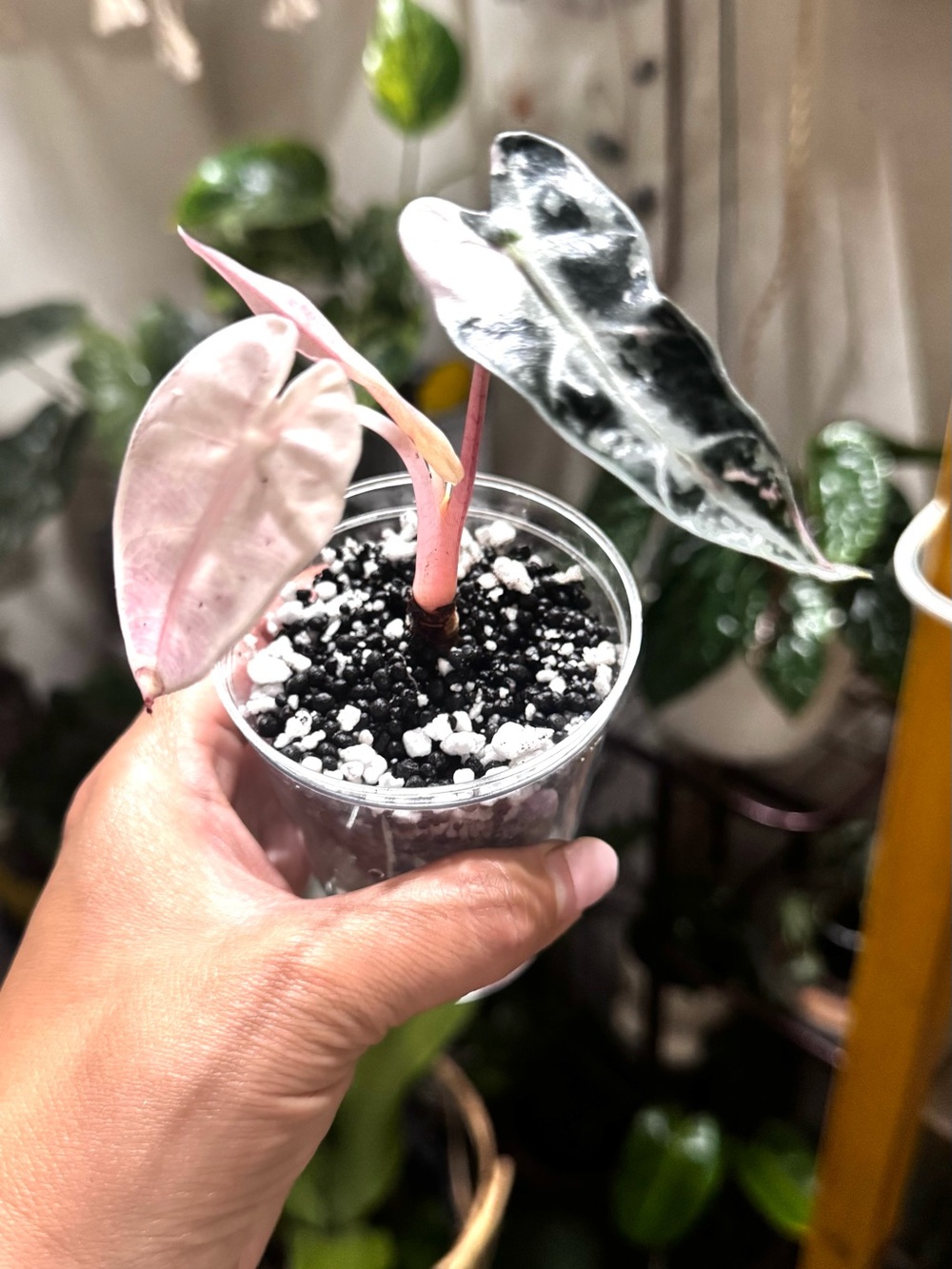 Alocasia Pink Bambino - Pink & Dark Green Foliage
